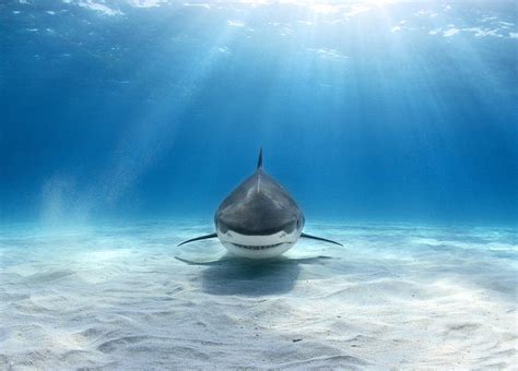 25 Tiger Shark Pictures And Hd Wallpapers