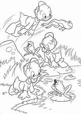 Coloring Pages Huey Louie Dewey Coloringpages1001 Frogs Plays Printable sketch template