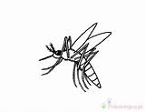 Mosquito Komar Kolorowanki Pages Dla sketch template