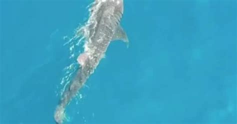 25 foot whale shark spotted off florida coast