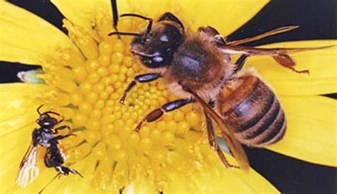 native natural beekeeping central coast amateur beekeepers