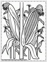 Corn Coloring Printable Pages Popular Kids sketch template