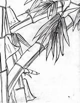 Drawing Bamboo Line Pencil Contour Border Leaf Leaves Getdrawings Tree Vector Taro Asian Wordpress Ed Drawings sketch template
