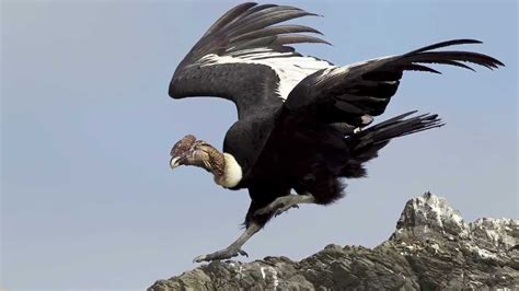 el condor en peligro de extincion el condor andino