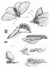 Butterfly Cycle Life Coloring Metamorphosis Drawing Merian Maria Ortus Plate Sibylla 1717 Paradoxa Lxxxv Alimentum Et 1679 Scientific Drawings Large sketch template