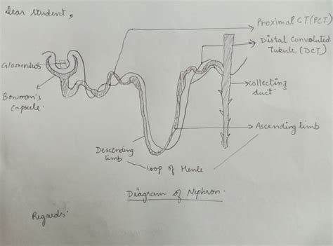 draw  labelled diagram  nephron science life processes  meritnationcom