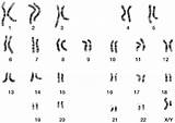 Chromosomes Sex Human Male Genes Karyotype Asu Askabiologist Edu Dna Tell References sketch template