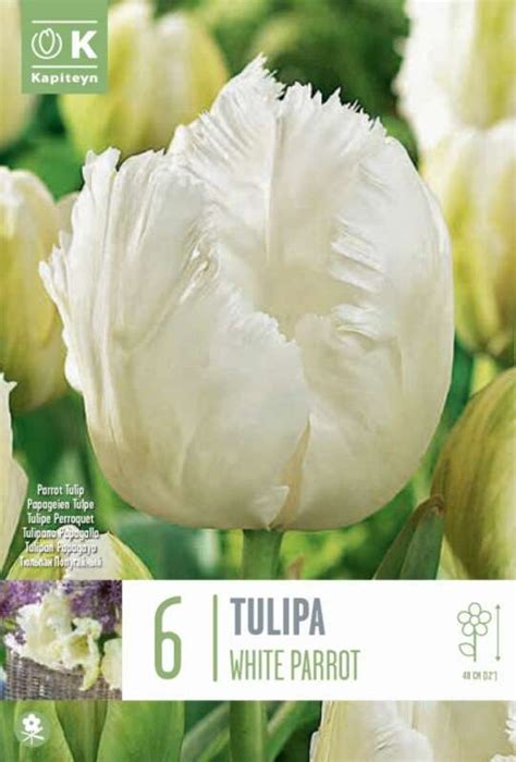 papagei tulpe tulipa white parrot