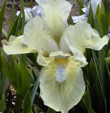 green gizmo dwarf iris plants iris