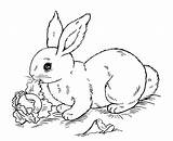 Coloring Rabbit Kids Pages Printable Beautiful Animals sketch template