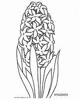 Hyacinth Ausmalbilder Crocus Munk Brod Fritzi Platt Adults Coloringhome Designlooter Qisforquilter Mandalas Malen Recommended sketch template