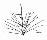 Typha Latifolia Drawing Cattail Tumbleweed Seed Tail Getdrawings Cat Broad Leaved Typhaceae Botany Go Copyright sketch template
