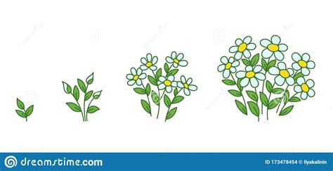 Chamomile Flowers Plants Growth Stages Camomile Development Daisy
