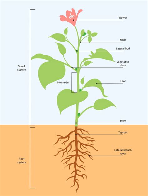diagram  plant parts  functions