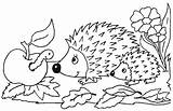 Erizo Erizos Hedgehog Igel Ausmalbild sketch template