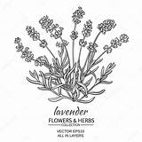 Lavender Vector Illustration Plant Drawing Background Lavanda Flowers Clip Bouquet Clipart Line Frame Illustrations Stock Getdrawings Tea Graphicriver Drawings Royalty sketch template