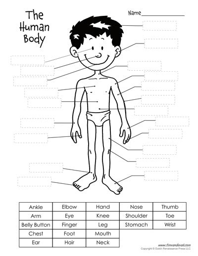 printable human body diagram  kids labeled  unlabeled