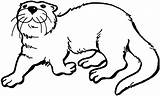 Otter Coloring Pages River Otters Color Printable Print Drawing Kids Getdrawings Supercoloring Line Nutria sketch template