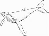 Humpback Baleia Colorir Baleias Imprimir Effortfulg Mammals Coloriage Coloring sketch template