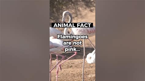 Shocking Flamingo Revelation The Truth Behind Their Pink Appearance