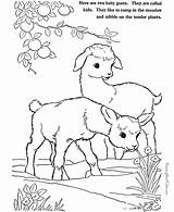 Farm Animal Coloring Pages Print Color Goat Printable Goats sketch template