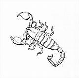 Scorpion Scorpions Alacranes Escorpiones Insecte Scorpio Inspired Birijus Coloringbay Ages Coloriageetdessins Pag sketch template
