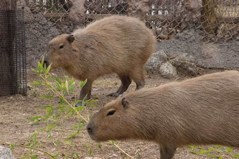 capybara happy birthday