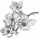 Dogwood Flowering Blossoms Botanical Tatuaje Blossom Kellscraft sketch template