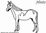 Horse Coloring Pages Pinto Drawing Embroidery Getdrawings Getcolorings Easy Simple Horses sketch template