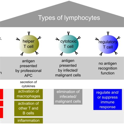 types  lymphocytes   effector functions  lymphocyte
