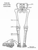 Skeleton Limb Huesos Pierna Coloringnature sketch template