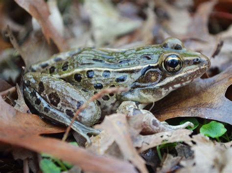 new species of leopard frog discovered in new york city the independent