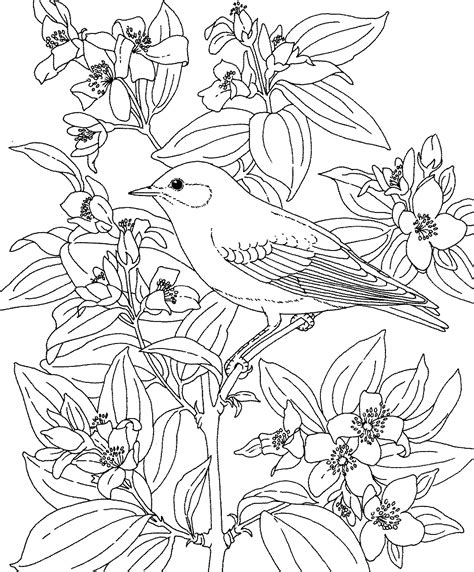 birds  flowers coloring pages coloring home