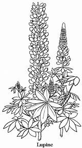 Coloring Bluebonnet Lupine Flower Drawing Flowers Template Pages Drawings Blue Bonnet Adults Printable Lupins Contact Vector Getdrawings Texas Volwassenen Kleuren sketch template