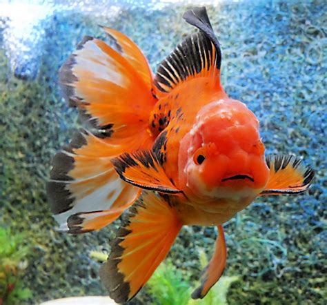 whats   popular goldfish  sell windsor fish hatchery