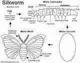 Moth Silk Coloring Silkworm Designlooter Printout Mori Cocoon Caterpillar Bombyx Whose Used Make sketch template
