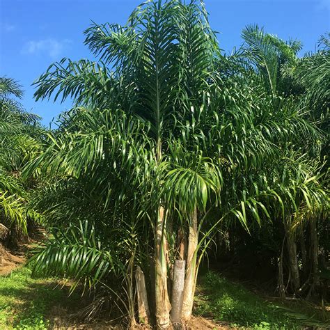 heart  palm wailea agricultural group