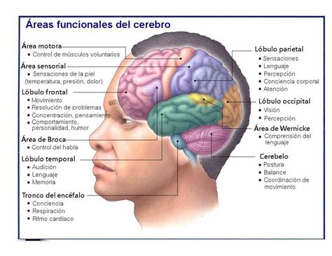 partes del cerebro
