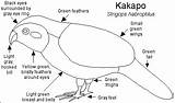 Kakapo Birds Drawing Enchantedlearning Color Strigops Kids Bird Parrot Outline Printouts Visit Night Label Bw Printout sketch template