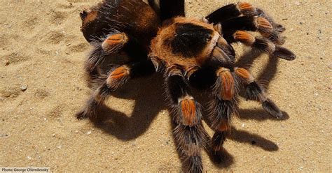 mexican redknee tarantula facts  kids adults pictures