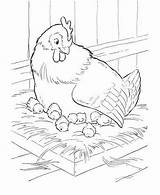 Coloring Colouring Pages Chicken Sheets Hen Fat Coop sketch template