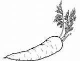 Vegetable Mewarnai Carrot Wortel Sayuran Carrots Sketsa Cenoura Kolorowanki Warzywa Marchewka Sayur Buah Zucchini Vegetabless Pobrania Cenouras Buahan Coloringhome Paud sketch template