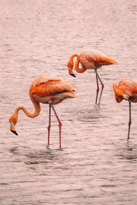 flamingos  curacao   caribbean getaways curacao flamingo