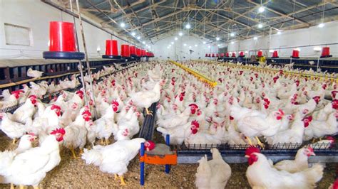 poultry producers assure  adequate supply  chicken  christmas season inews guyana