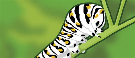 caterpillar illustration ontario michigan spry agency