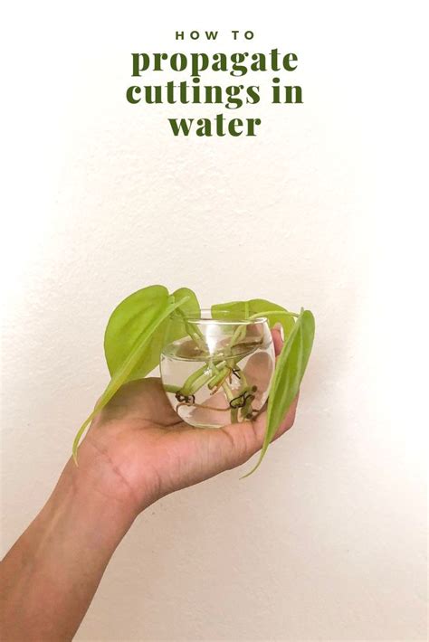plant cuttings water propagation tips creative inspiration water