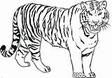 Tiger Coloring Drawing Pages Kids Tigers Line Baby Bengal Realistic Cute Printable Color Print Siberian Easy Draw Shark Drawings Tooth sketch template