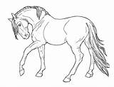 Cavallo Disegni sketch template