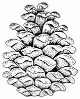 Pine Cone Coloring Drawing Pages Outline Cones Pinecone Clipart Line Print Template Leaf Cat Also Printable Patterns Color Leaves Google sketch template