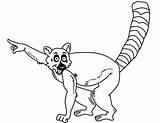 Lemur Coloring Pages Drawing Cartoon Tailed Ring Lemurs Printable Clipart Clipartmag Kids Categories Getdrawings Results sketch template